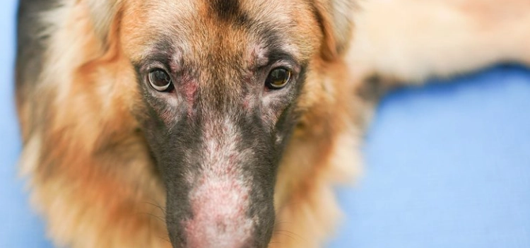 狗皮膚病治療 狗皮膚病治療