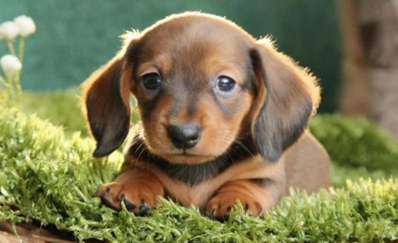 小臘腸狗飼養 小臘腸狗飼養