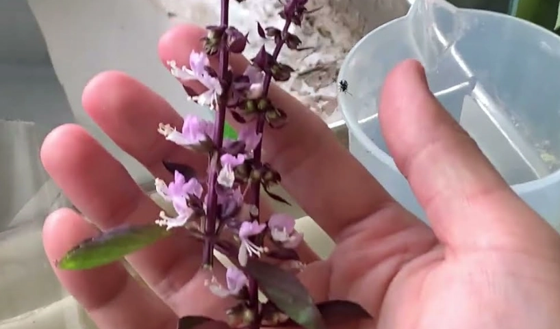 九層塔開花修剪 九層塔開花修剪