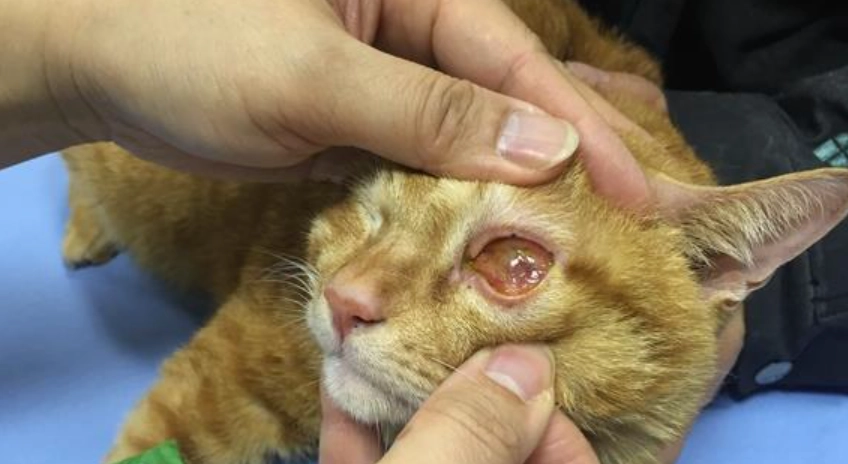 貓眼睛受傷急救