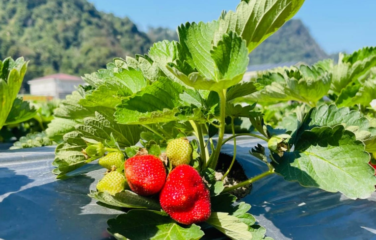 自採草莓園價格