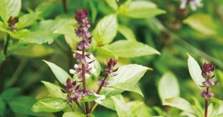 九層塔開花影響 九層塔開花影響