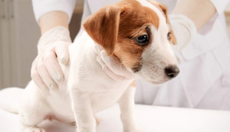 细小病毒狗治疗