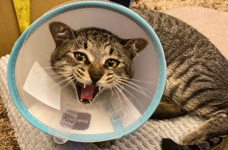 母貓術後頭套佩戴 母貓術後頭套佩戴