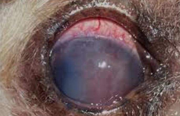 狗狗眼部護理 狗狗眼部護理