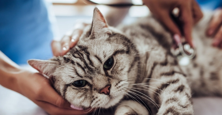 貓腎病血尿 貓腎病血尿