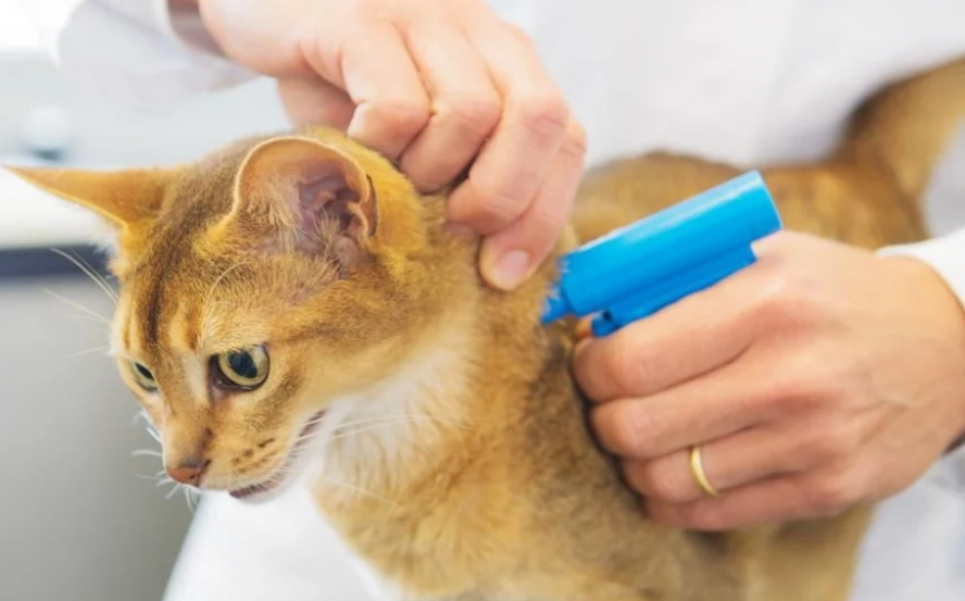 寵物晶片更新流程