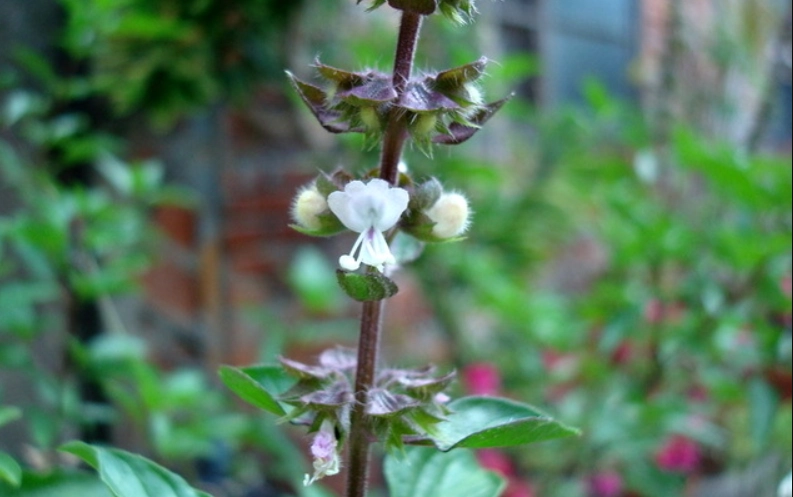 九層塔養護技巧 九層塔養護技巧