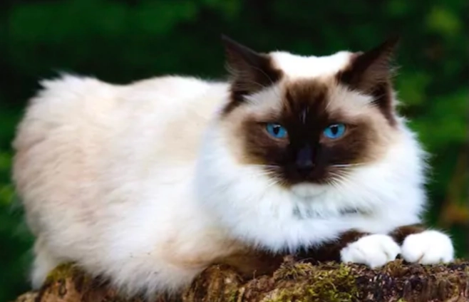 布偶貓溫度管理 布偶貓溫度管理