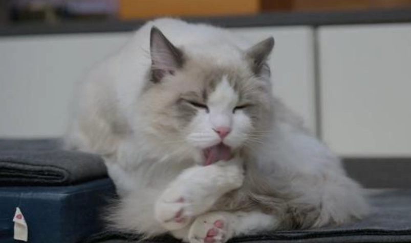 貓毛球症症狀 貓毛球症症狀