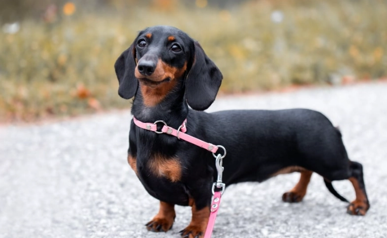 小臘腸狗飼養 小臘腸狗飼養