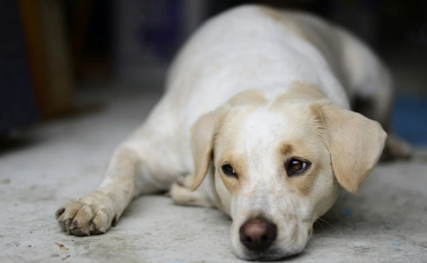 狗胰臟炎症狀 狗胰臟炎症狀