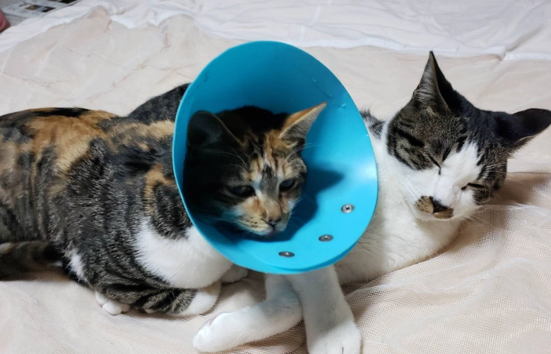 母貓結紮麻醉 母貓結紮麻醉