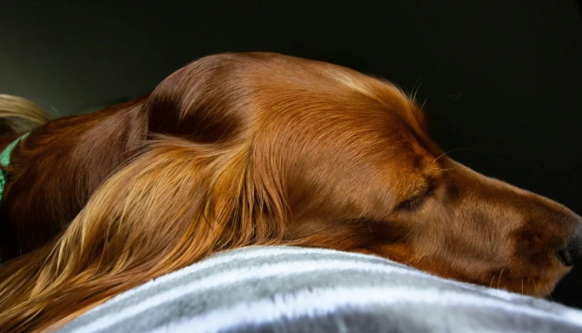 狗狗胰臟炎原因 狗狗胰臟炎原因