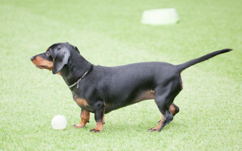 小臘腸狗訓練 小臘腸狗訓練