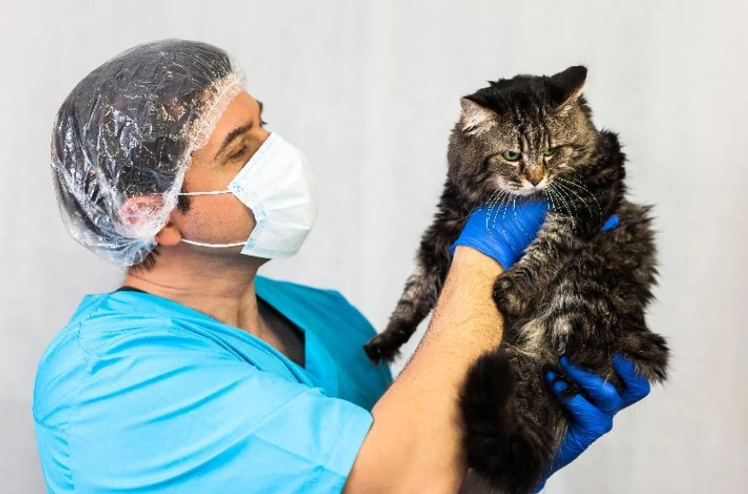 貓結紮恢復時間 貓結紮恢復時間