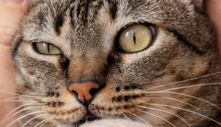 貓眼睛疾病 貓眼睛疾病