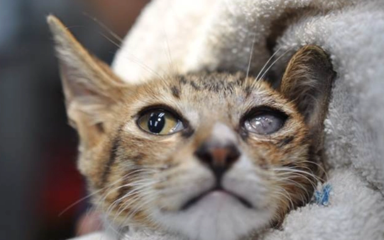 貓眼睛受傷症狀