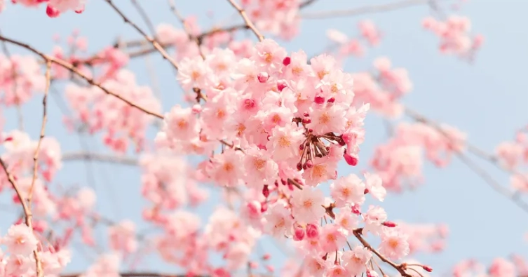 櫻花花期