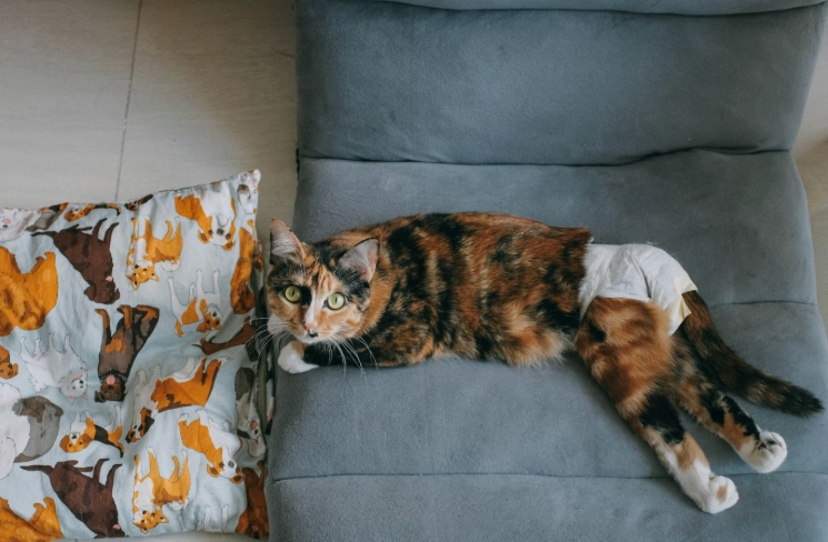 母貓麻醉消退 母貓麻醉消退