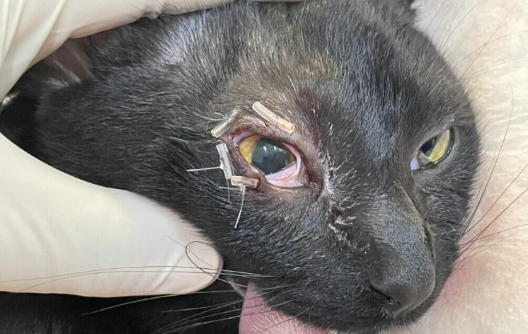 貓皰疹病毒 貓皰疹病毒