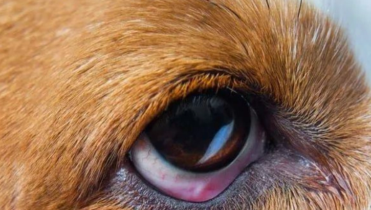 狗狗眼部護理 狗狗眼部護理