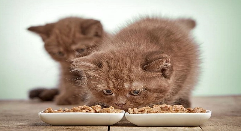 幼猫饲料选择 幼猫饲料选择