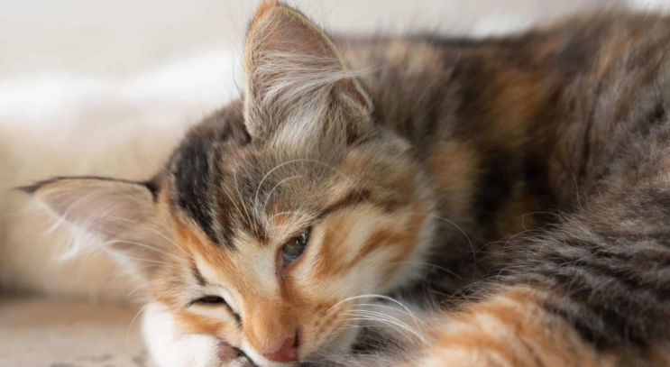 貓尿血原因 貓尿血原因