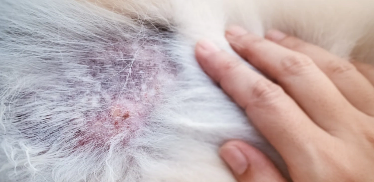 寵物皮膚病預防 寵物皮膚病預防