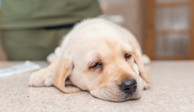 犬细小病毒感染迹象