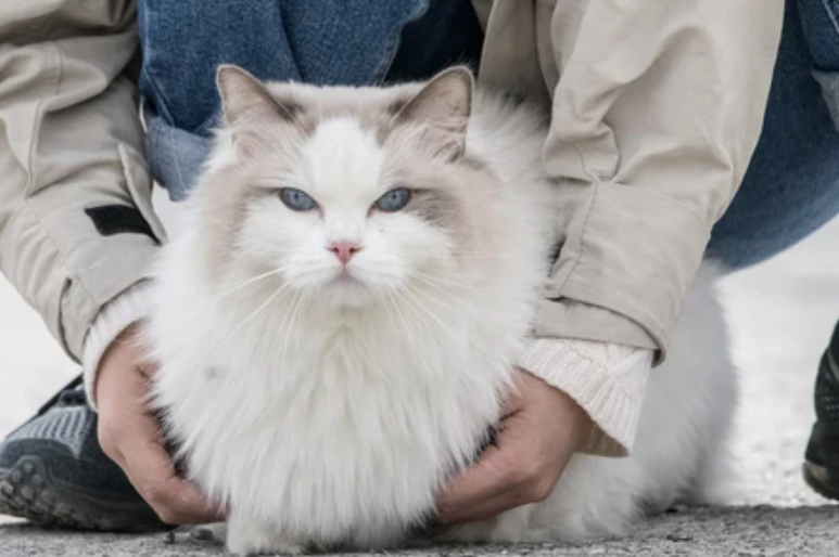 布偶貓溫度管理 布偶貓溫度管理