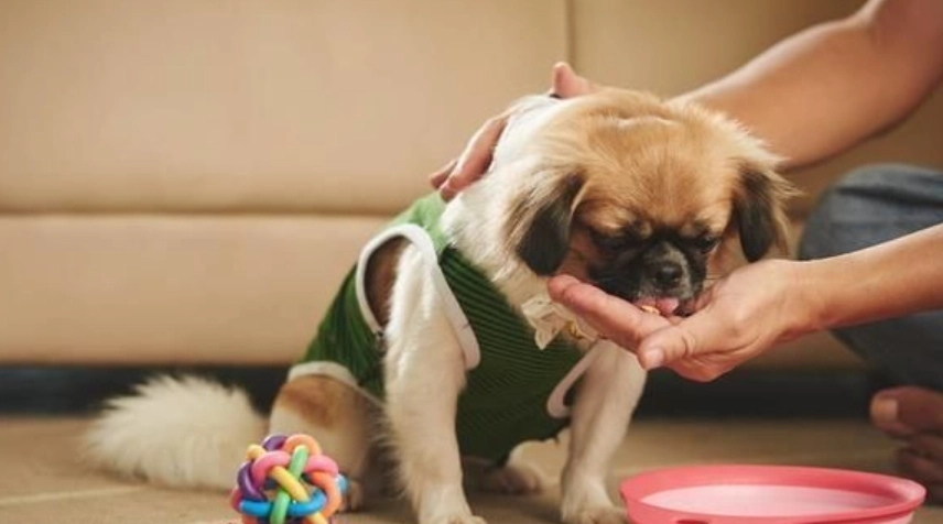 小狗飲食注意事項