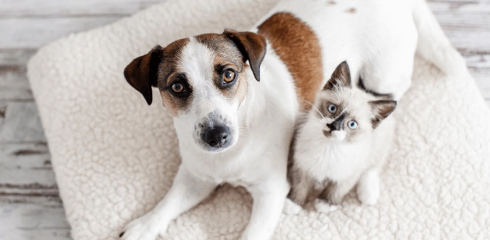 貓瘟狗會感染嗎