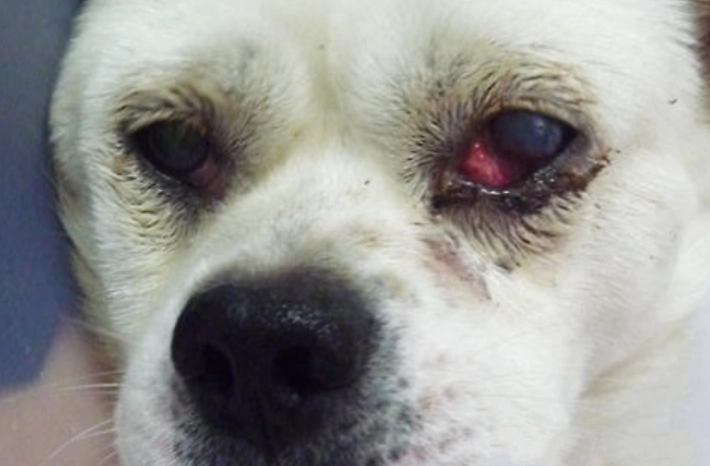 狗狗眼睛出血原因 狗狗眼睛出血原因