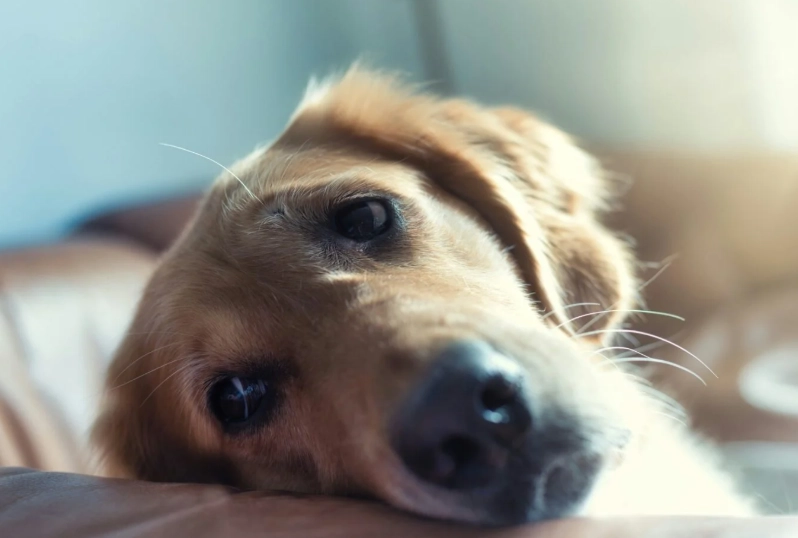 狗狗胰臟炎原因 狗狗胰臟炎原因