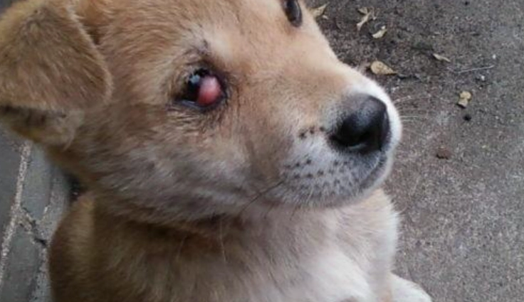 狗狗眼睛出血原因 狗狗眼睛出血原因