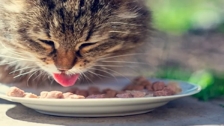 幼猫饲料选择 幼猫饲料选择