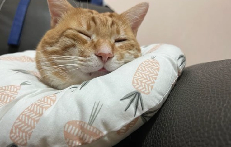 貓結紮頭套戴多久 貓結紮頭套戴多久