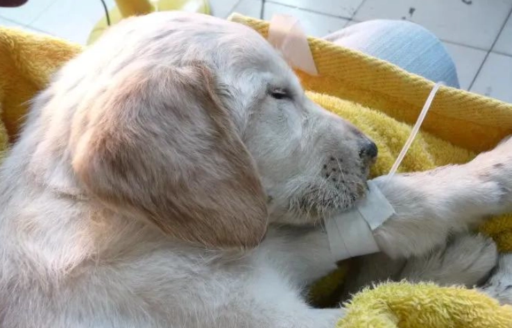 犬细小病毒感染迹象