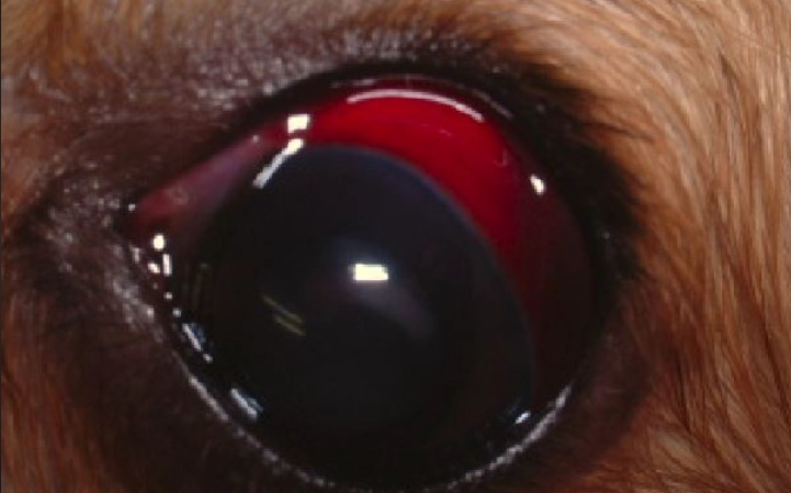 狗狗眼部護理 狗狗眼部護理