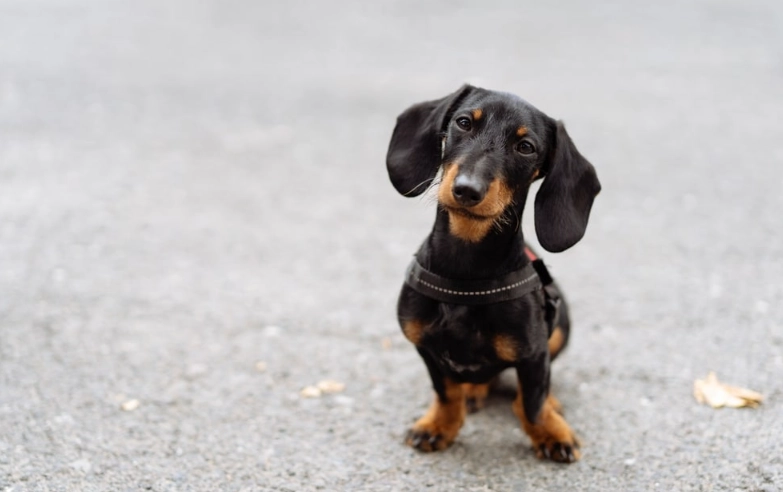 小臘腸狗健康問題 小臘腸狗健康問題