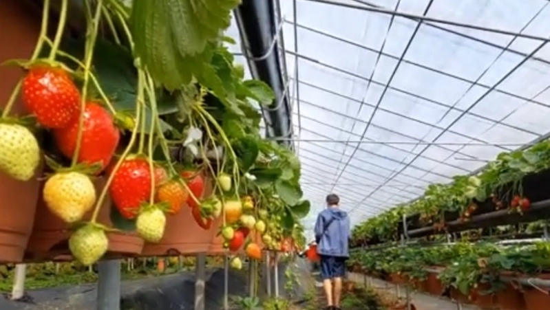 台灣採草莓價錢