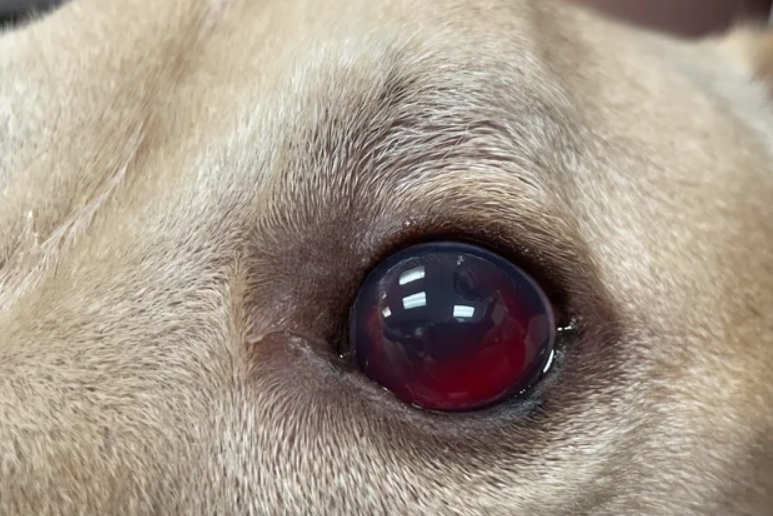 狗狗眼睛出血原因 狗狗眼睛出血原因