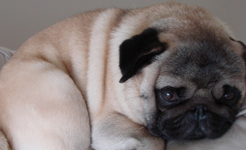 巴哥犬訓練方法 巴哥犬訓練方法