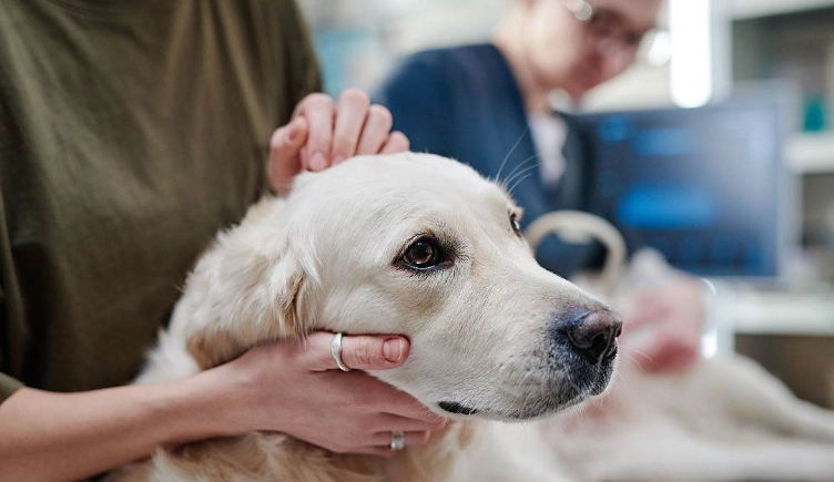犬细小病毒治疗