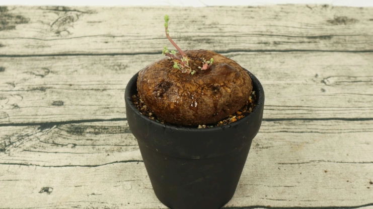 植物芽變黑處理