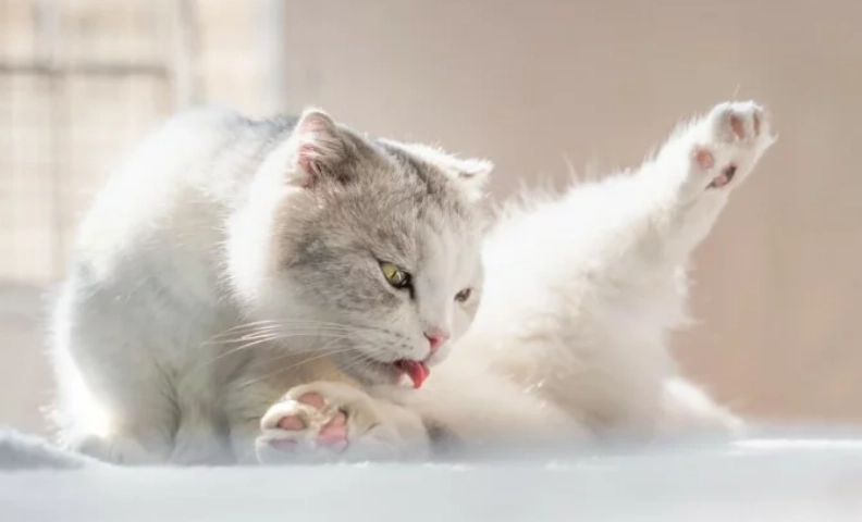 貓毛球症症狀 貓毛球症症狀