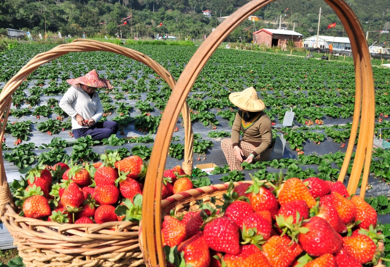 台灣採草莓價錢
