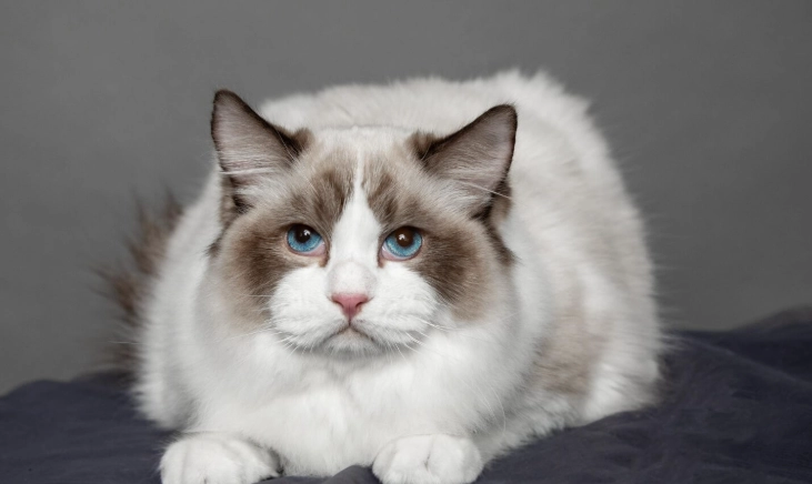 布偶貓適宜溫度 布偶貓適宜溫度