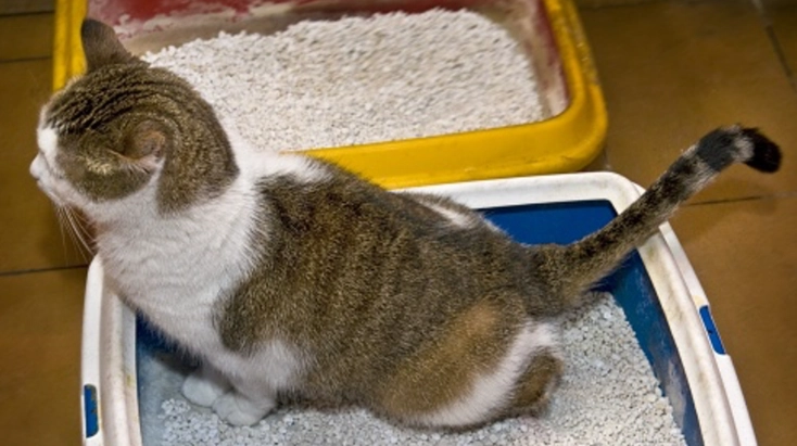 貓腎病血尿 貓腎病血尿